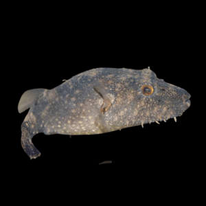 Hairy Pufferfish Tetraodon Baileyi 10cm