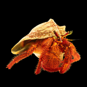 Hairy Red Legged Hermit Crab Dardanus Megistos