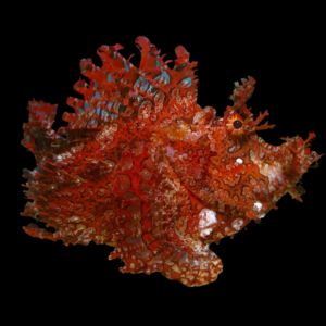 Hairy Rhinoplas Scorpion Fish Rhinopias Frondosa
