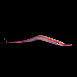 Haiwaiian Flame Pipefish Dunckerocamphus Baldwini