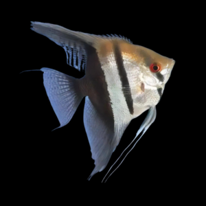 Half Black Angelfish Pterophyllum Scalare 5cm
