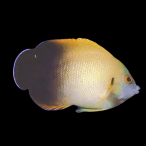 Half Black Vroliki Dwarf Angelfish Centropyge Vroliki