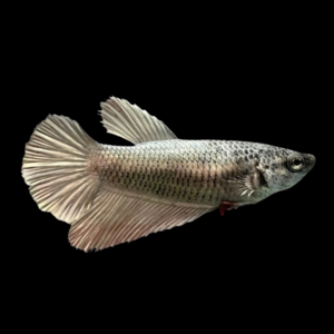 Half Moon Betta Female Copper 3cm