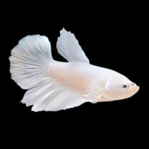 Half Moon Betta Female Platinum 3cm