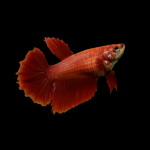 Half Moon Betta Female Red 3cm