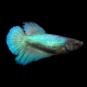 Half Moon Betta Female Turquoise Base 3cm