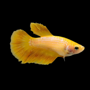 Half Moon Betta Female Yellow Base 3cm