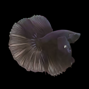 Half Moon Betta Male Black 3cm