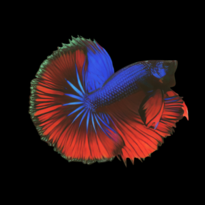 Half Moon Betta Male Blue Base 3cm