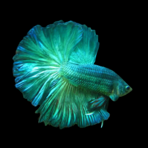 Half Moon Betta Male Turquoise 3cm