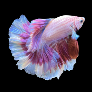 Half Moon Betta Male White Base 3cm