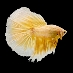 Half Moon Betta Male Yellow Base 3cm