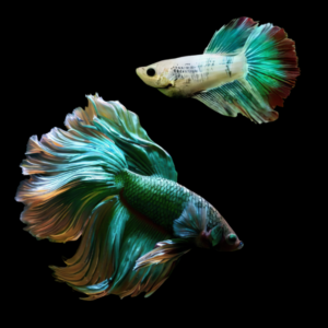 Half Moon Betta Pair Male & Female Green Base 3cm
