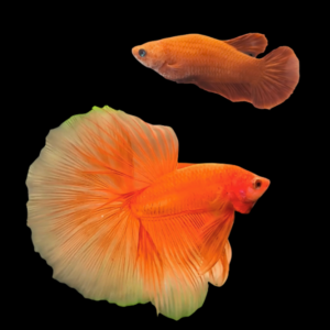 Half Moon Betta Pair Male & Female Orange Base 3cm