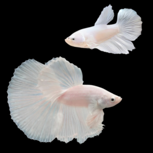 Half Moon Betta Pair Male & Female Platinum 3cm