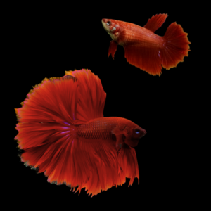 Half Moon Betta Pair Male & Female Red 3cm
