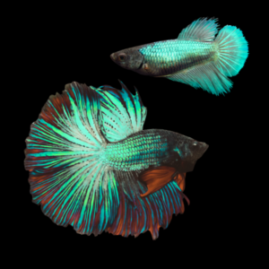 Half Moon Betta Pair Male & Female Turquoise Base 3cm