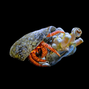 Halloween Hermit Crab Ciliopagurus Strigatus