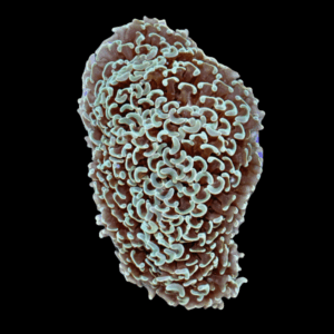 Hammer Wall Mint Green Hard Coral Euphyllia