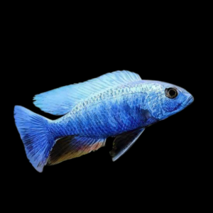 Haplochromis Ahli Iceberg Blue Malawi African Cichlid