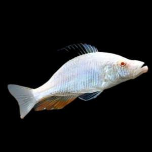Haplochromis Albino Compressiceps Malawi African Cichlid