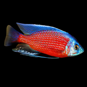 Haplochromis Borleyi Malawi African Cichlid