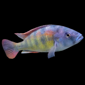 Haplochromis Brownae Malawi African Cichlid