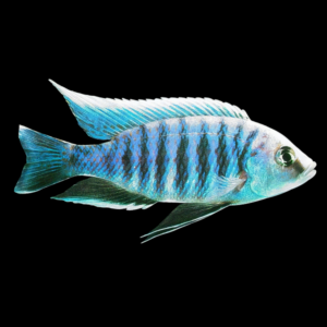 Haplochromis Chrysonotus Malawi African Cichlid