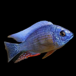 Haplochromis Fenestratus Malawi African Cichlid