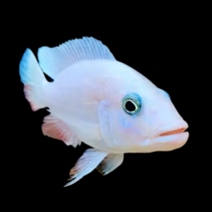 Haplochromis Fryeri Snow White Malawi African Cichlid
