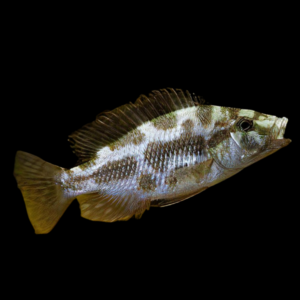 Haplochromis Livingstonii Malawi African Cichlid