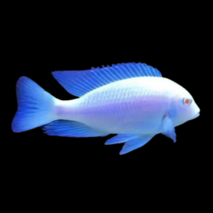 Haplochromis Albino Moorii Blue Dolphin Malawi African Cichlid