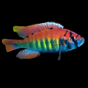 Haplochromis Nyererei Victoria African Cichlid
