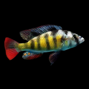 Haplochromis Obliquidens Victoria African Cichlid
