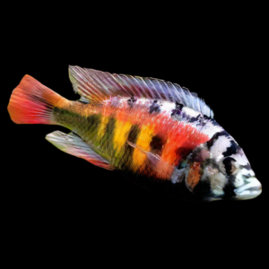 Haplochromis Pundamilia Crimson Tide Victoria African Cichlid