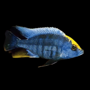 Haplochromis Sulfur Head Malawi African Cichlid