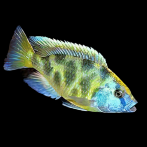 Haplochromis Venustus Giraffe Malawi African Cichlid
