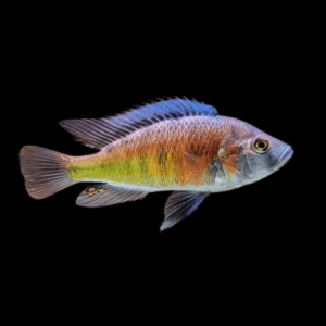 Haplochromis Hippo Salmon Point Malawi African Cichlid