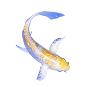 Hariwake Butterfly Grade A Koi Carp Cyprinus Carpio