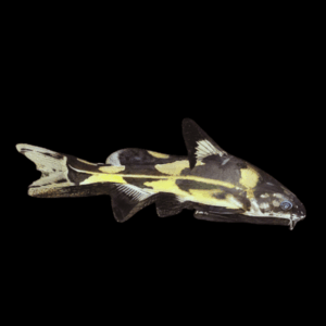 Harlequin Lancer Catfish Bagrichthys Melapterus 5cm