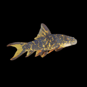 Harlequin Shark Labeo Cyclorhynchus 5cm