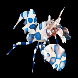 Harlequin Shrimp Hymenocera Picta