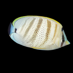 Hawaii Orange Stripe Butterfly Fish Chaetodon Multicinctus