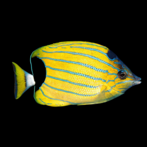 Hawaiian Blue Stripe Butterfly Fish Chaetodon Fremblii