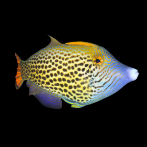 Hawaiian Orange Tail File Fish Pervagor Spilosoma