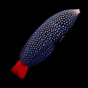 Hawaiian Redtail Wrasse Anampses Chrysocephalus