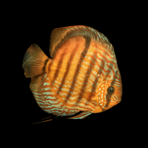 Heckel Discus