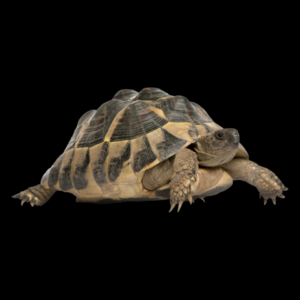 Hermanns Tortoise Testudo Hermanni  Juvenile
