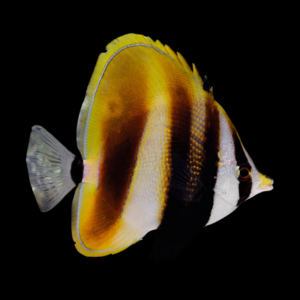 Hi Fin Butterfly Fish Coradion Altivelis