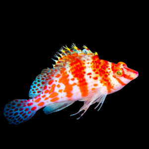Hi Fin Checker Hawkfish Plectranthias Inermis